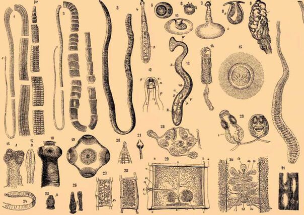 Gelminth parasite class