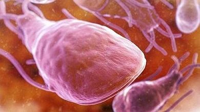 What parasites can live in the human body