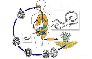 the cycle of the development of parasites in the body
