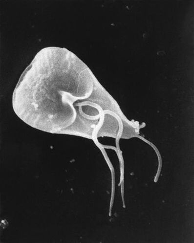lamblia - a genus of flagellated protozoal parasites